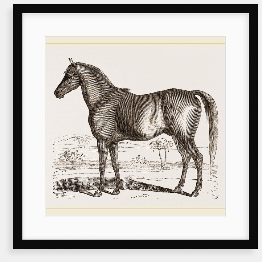 English cart Horse by Anonymous