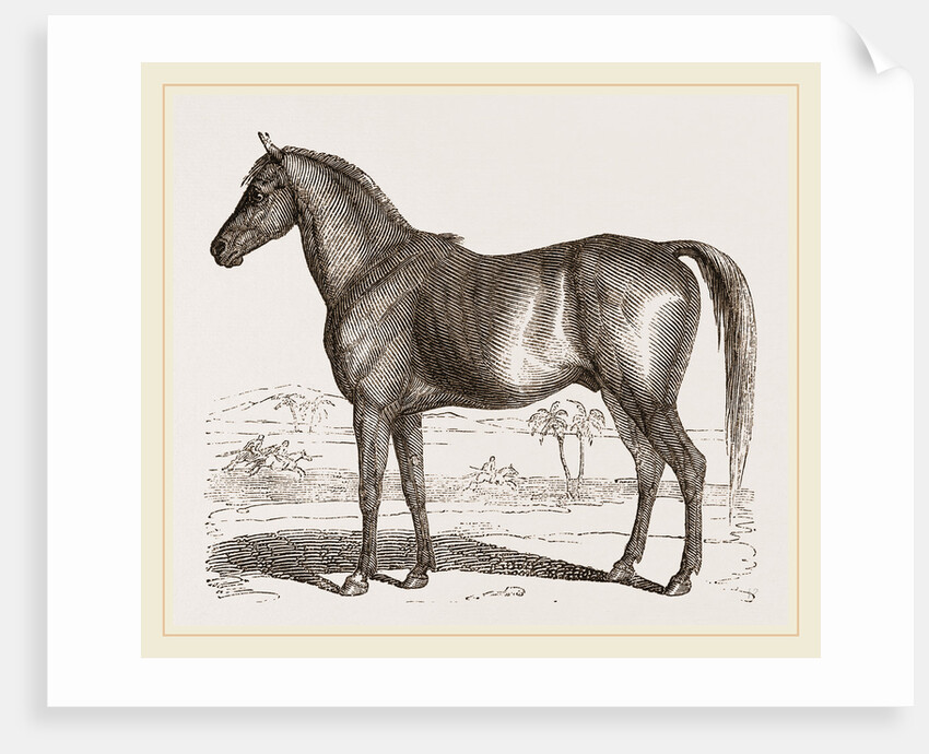 English cart Horse by Anonymous