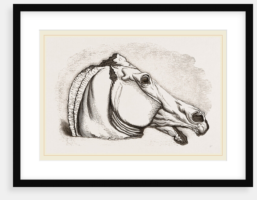 Horse's Head by Anonymous