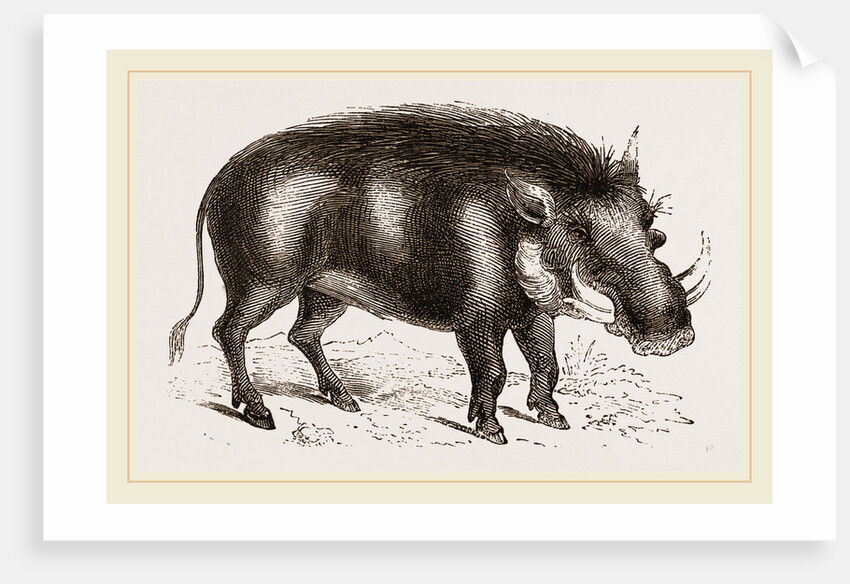 Abyssinian Phacochoere by Anonymous