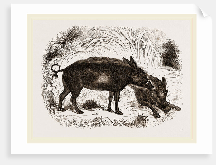 Abyssinian Phacochoere by Anonymous