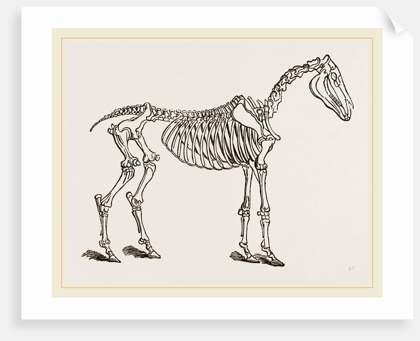 Skeleton of Horse by Anonymous