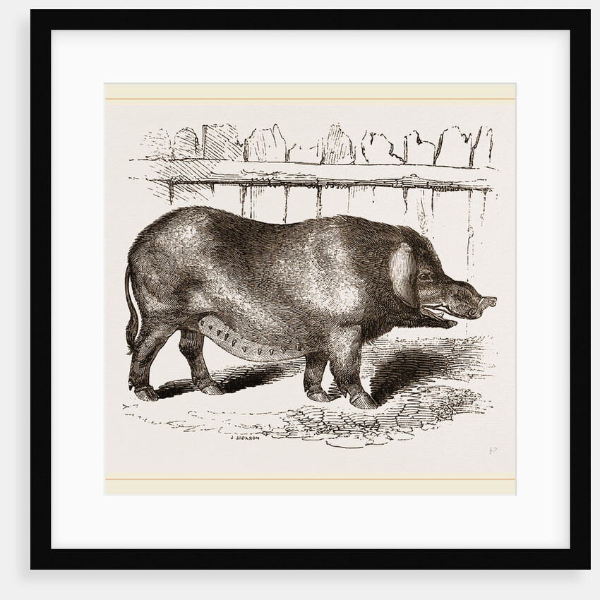 Domestic Hog by Anonymous