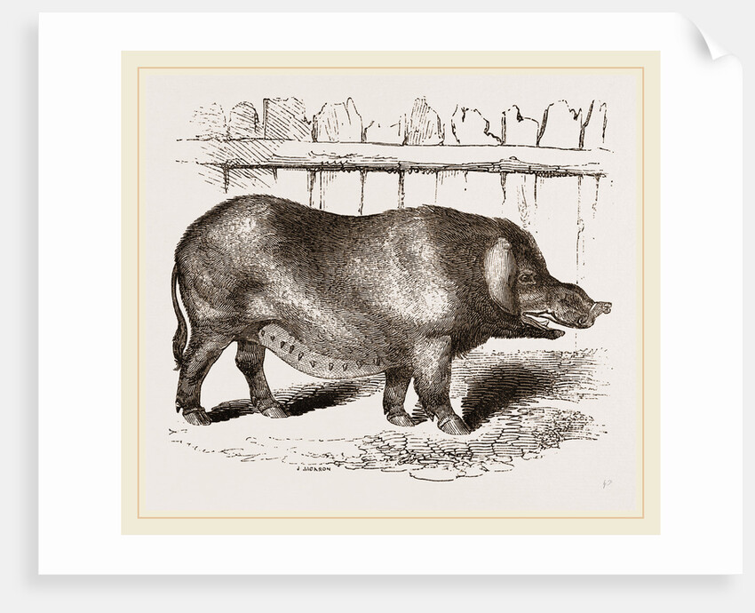 Domestic Hog by Anonymous