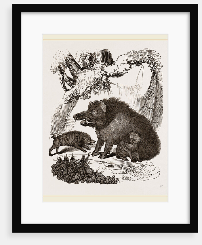 Female Wild Hog and Young by Anonymous