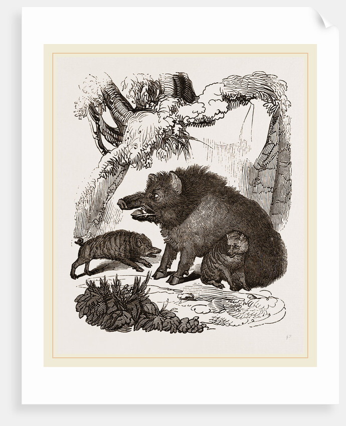 Female Wild Hog and Young by Anonymous