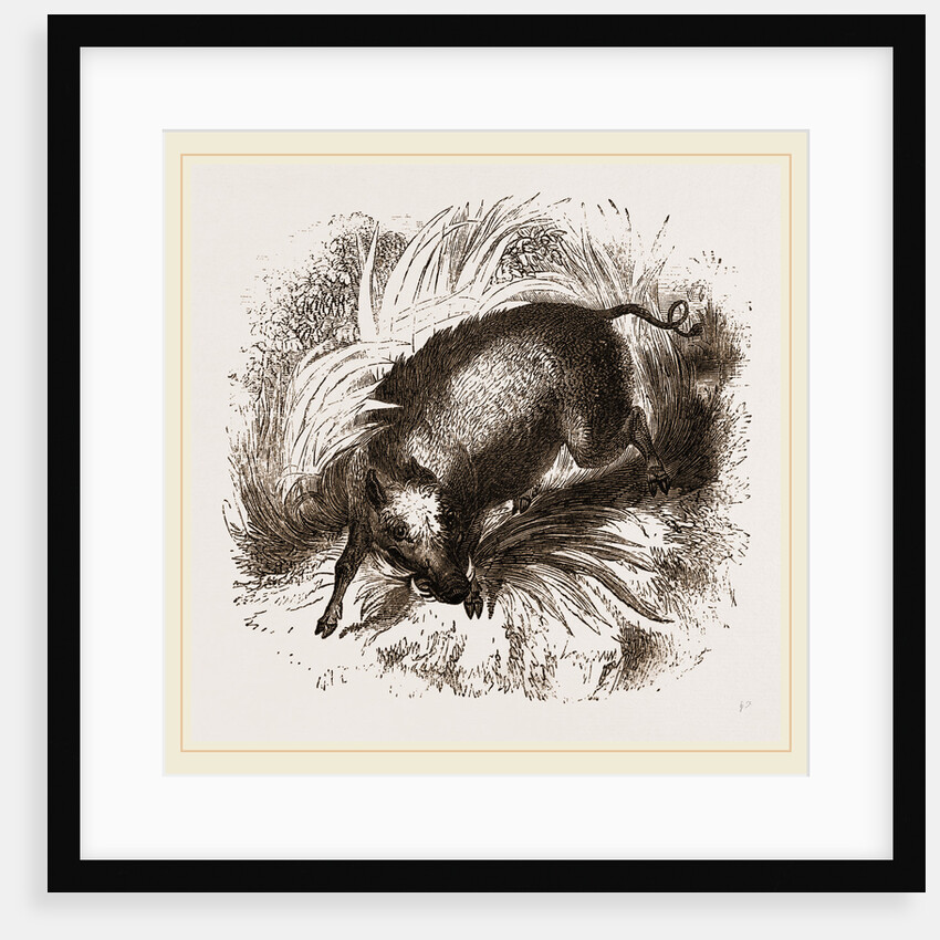 African Boar by Anonymous