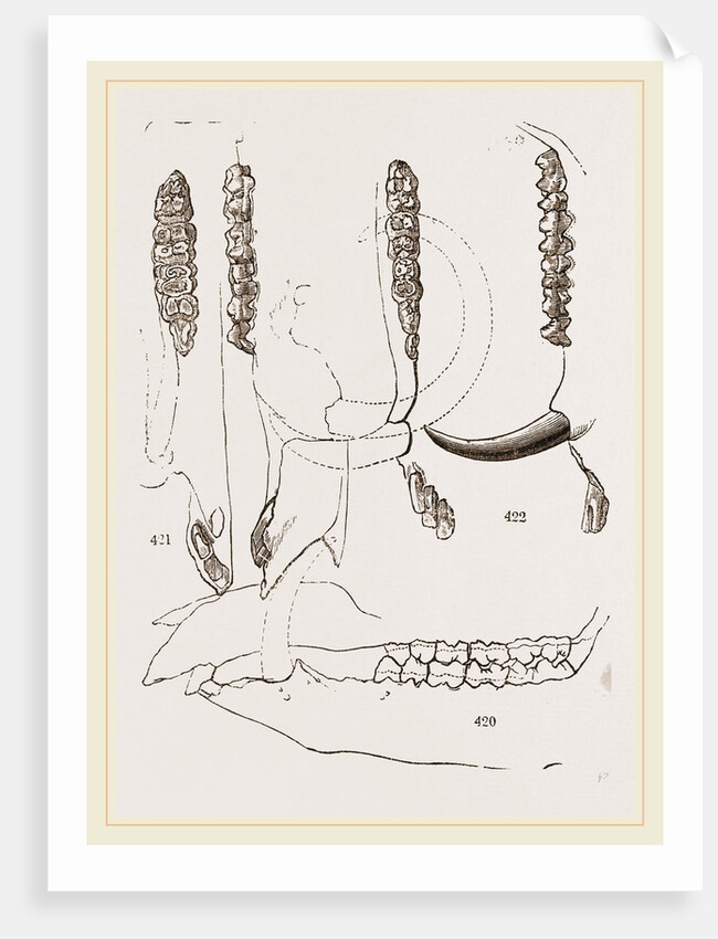 Teeth of Babiroussa by Anonymous