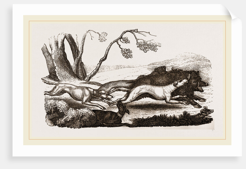 Boar-hunt by Anonymous