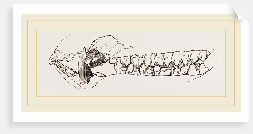 Teeth of the Hog by Anonymous