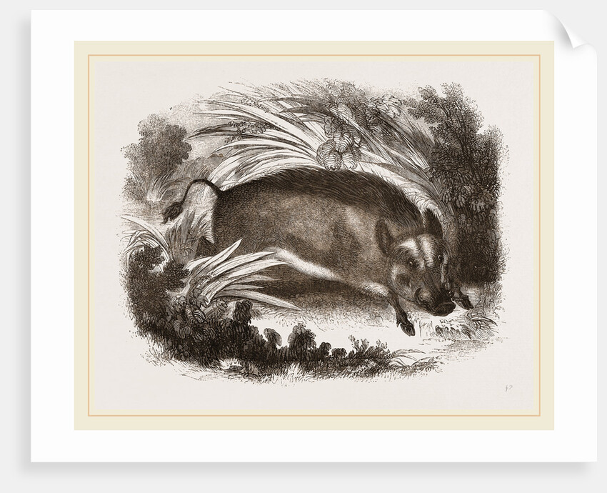Wild Boar by Anonymous