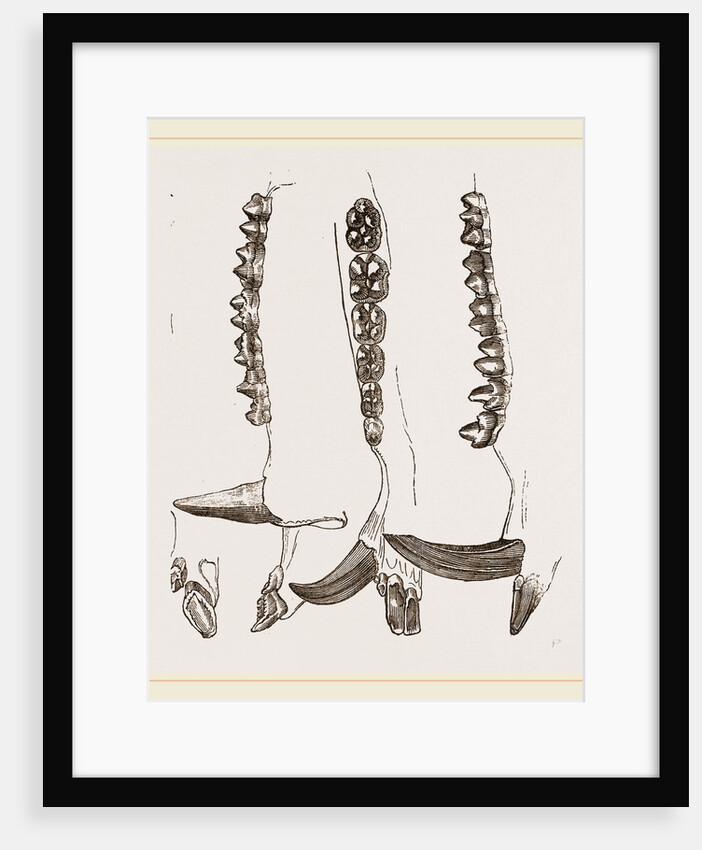 Teeth of Collared Peccary by Anonymous