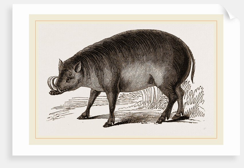 Babiroussa by Anonymous