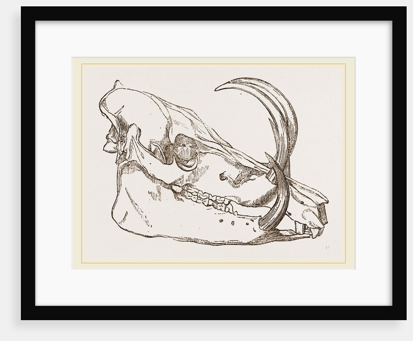 Skull o f Babiroussa by Anonymous