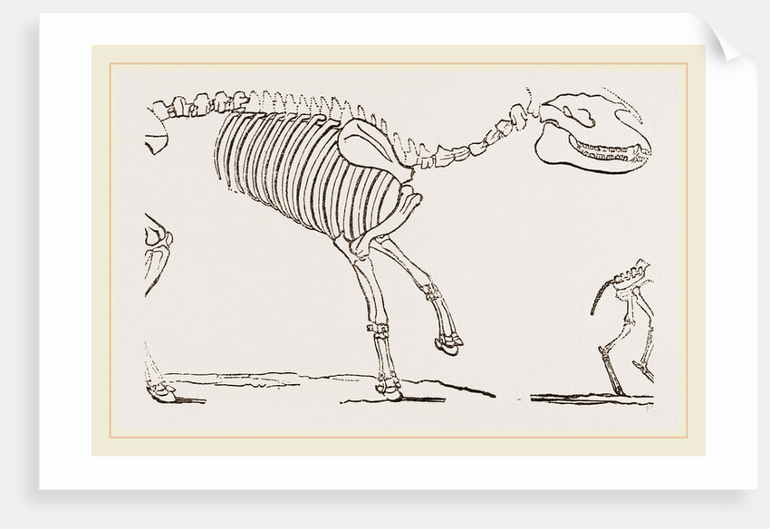 Skeleton of Palaeotherium magnum by Anonymous