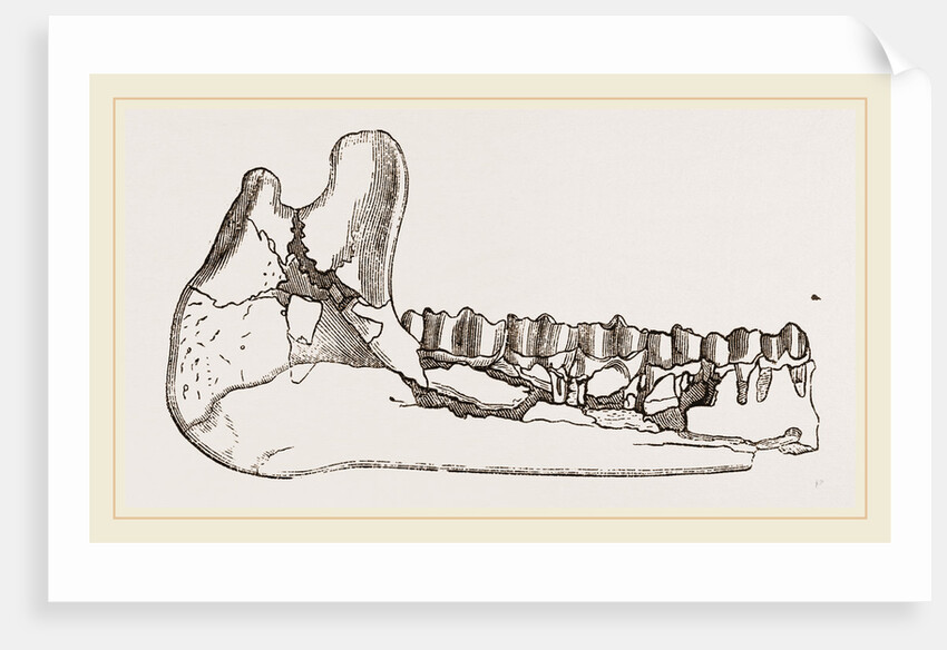 External view of part the lower jaw of Palaeotherium magnum by Anonymous