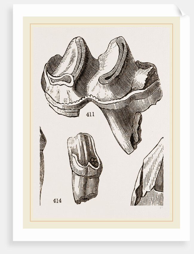 Teeth of Lophiodon by Anonymous