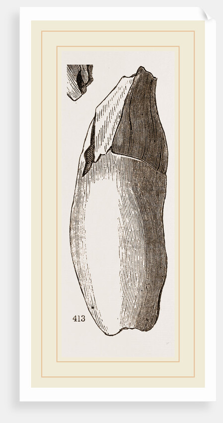Teeth of Lophiodon by Anonymous