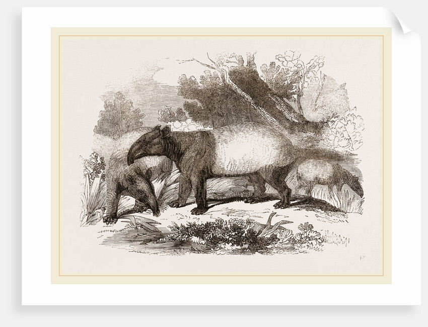 Indian or Malay Tapir by Anonymous