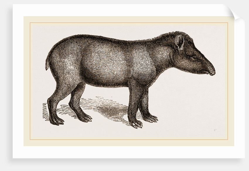 American Tapir by Anonymous