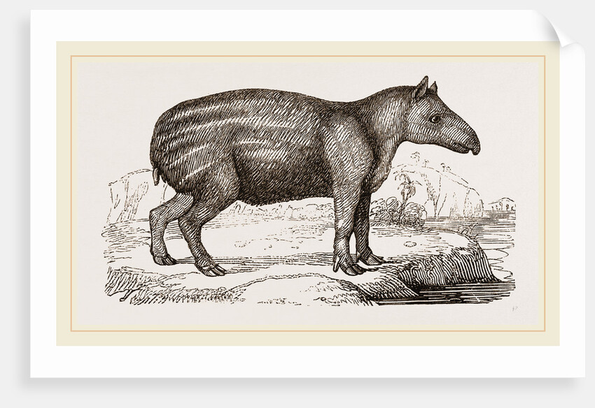 Young Tapir by Anonymous