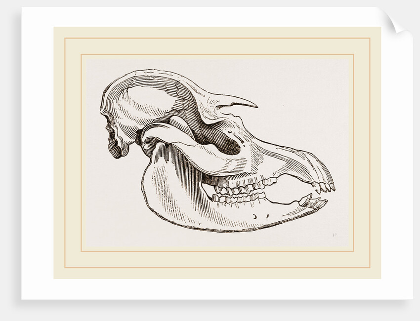 Skull of American Tapir by Anonymous