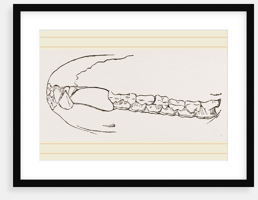 Teeth of Sumatran Tapir by Anonymous
