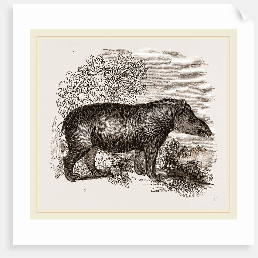 American Tapir by Anonymous
