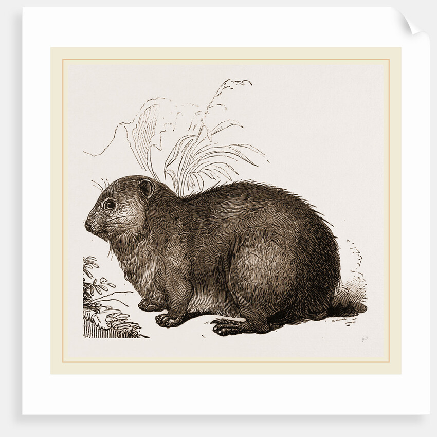 Hyrax by Anonymous