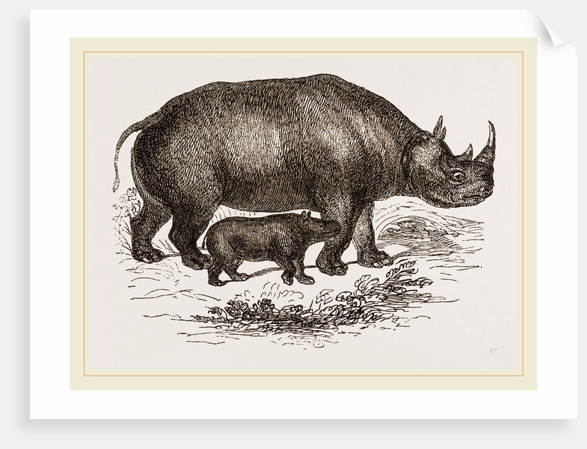 Black Rhinoceros and Young by Anonymous