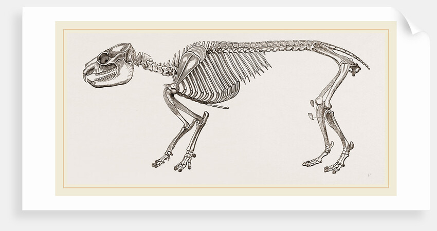 Skeleton of Daman by Anonymous