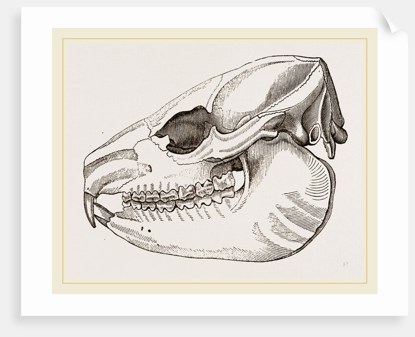 Skull of Daman by Anonymous