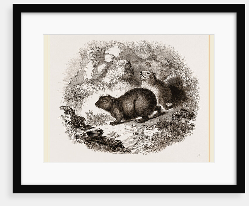 Cape Hyrax by Anonymous