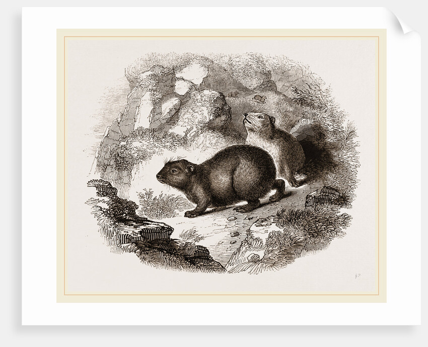 Cape Hyrax by Anonymous