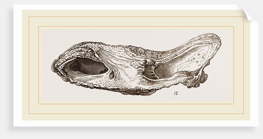Skull of Fossil Rhinoceros by Anonymous