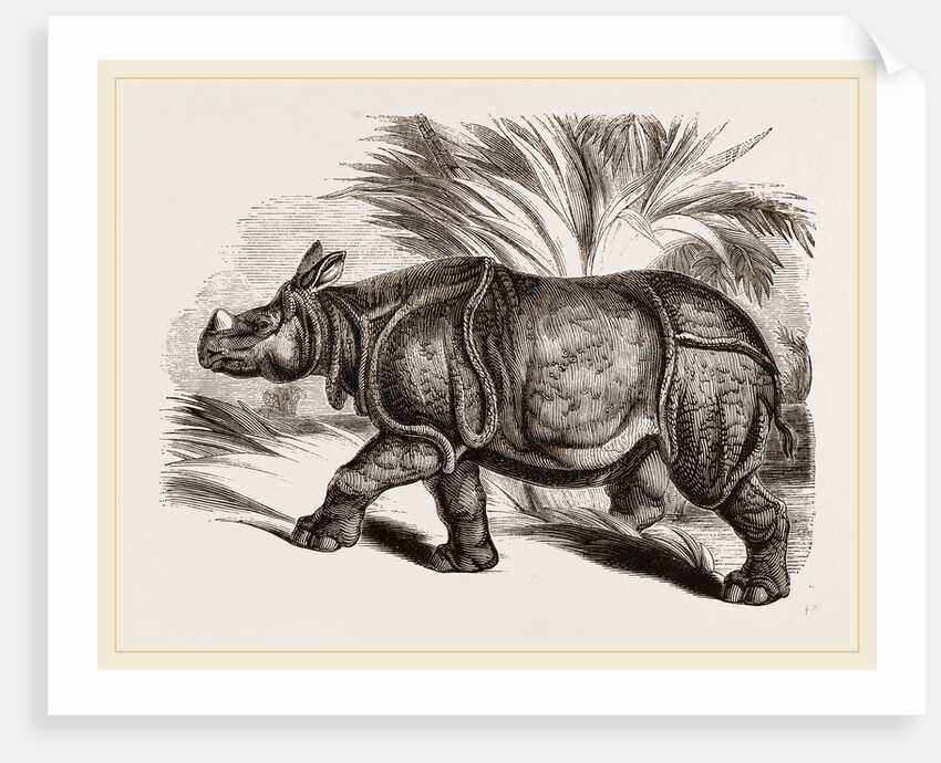 Indian Rhinoceros by Anonymous