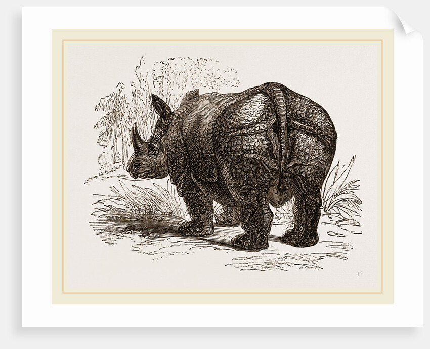 Indian Rhinoceros by Anonymous