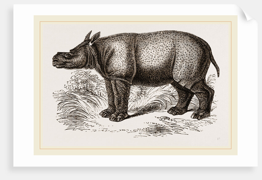 Javanese Rhinoceros by Anonymous