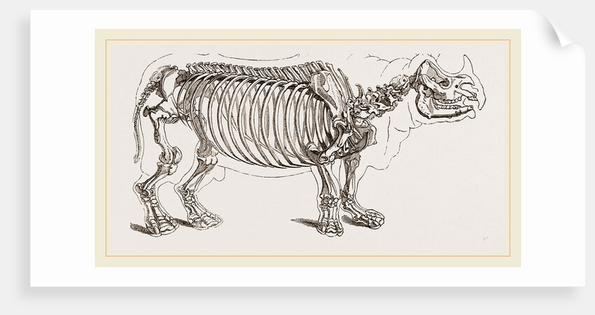 Skeleton of Rhinoceros by Anonymous