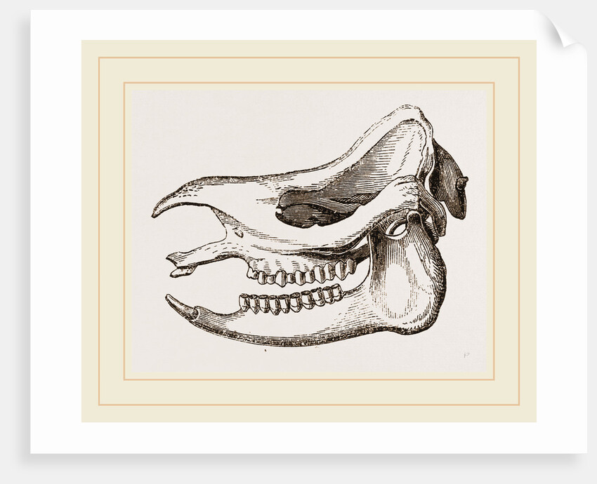 Skull of Javanese Rhinoceros by Anonymous