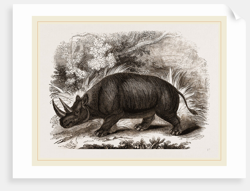 Rhinocercs Keitloa by Anonymous