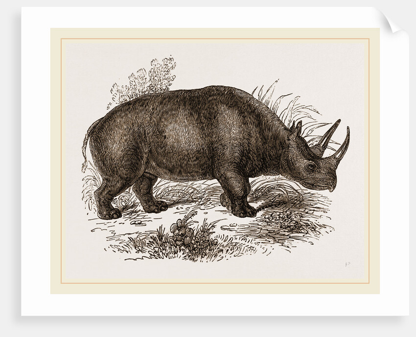 Rhinoceros Keitloa by Anonymous