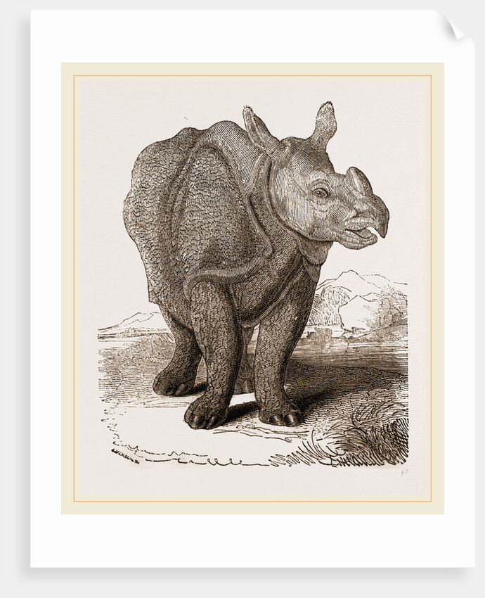 Indian Rhinoceros by Anonymous