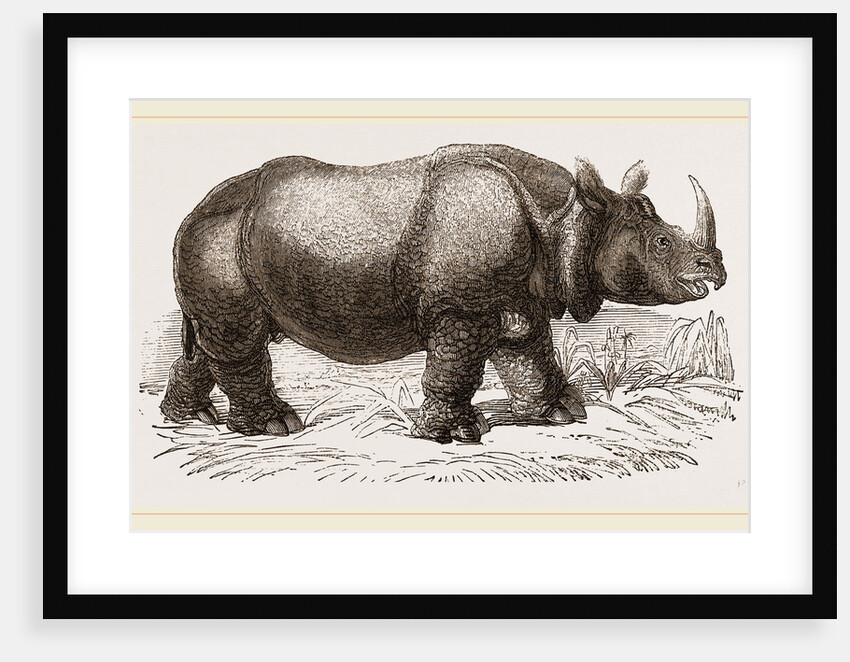 Rhinoceros by Anonymous