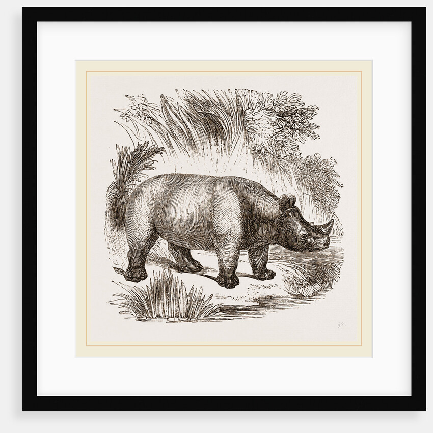 African Rhinoceros by Anonymous