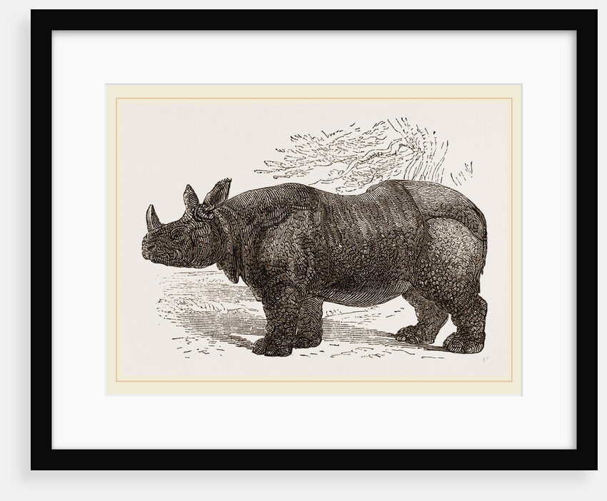 Indian Rhinoceros by Anonymous