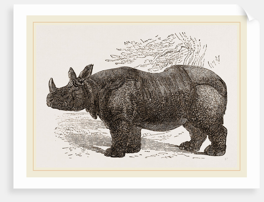 Indian Rhinoceros by Anonymous