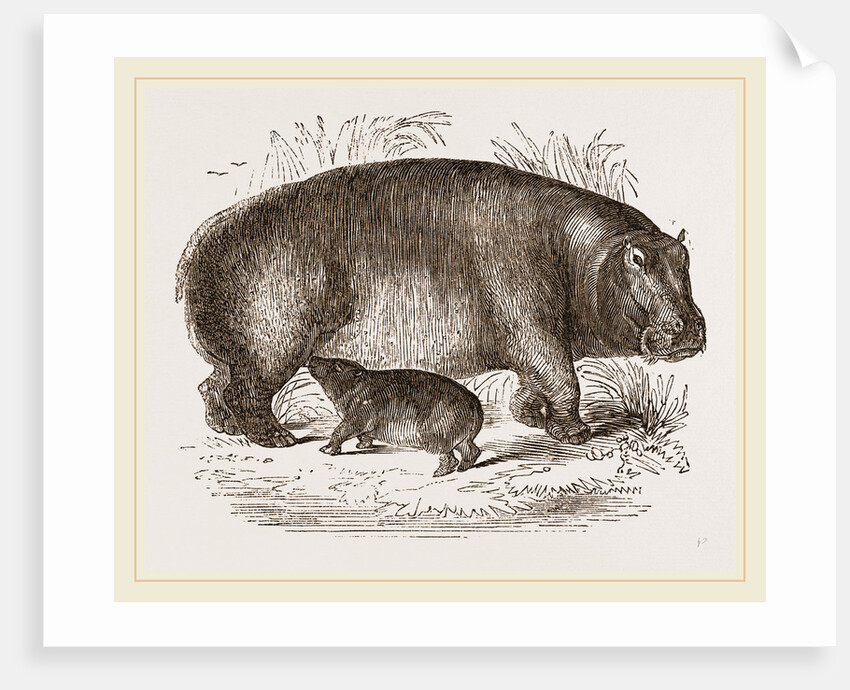 Female Hippopotamus and Young by Anonymous