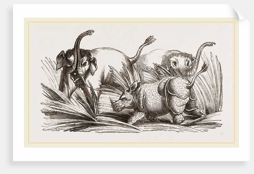 Elephant attacked by a Rhinoceros by Anonymous