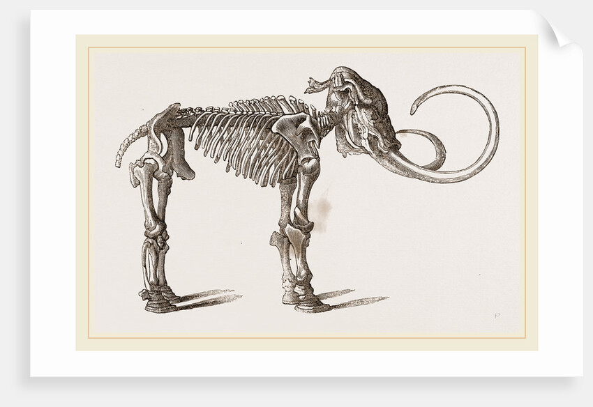 Mammoth found in Siberia by Anonymous